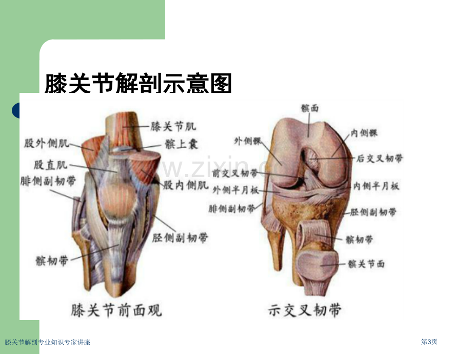 膝关节解剖专业知识专家讲座.pptx_第3页