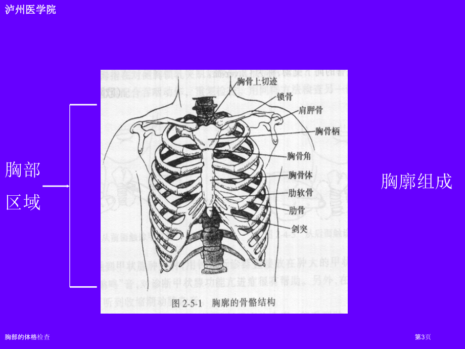 胸部的体格检查.pptx_第3页