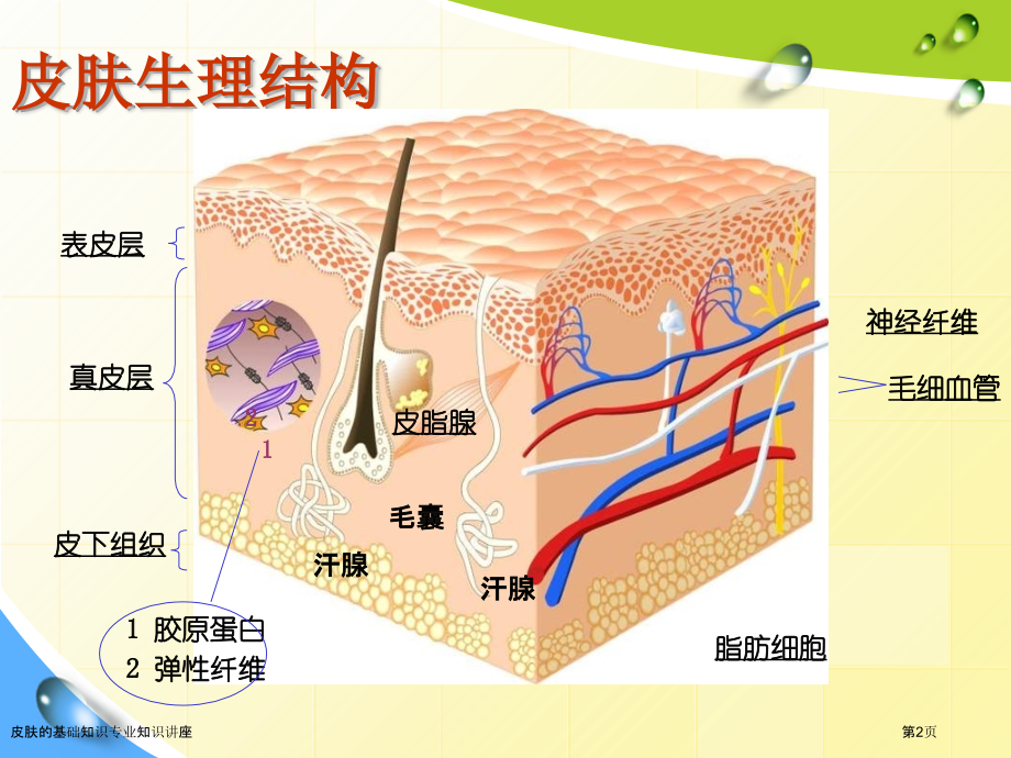 皮肤的基础知识专业知识讲座.pptx_第2页