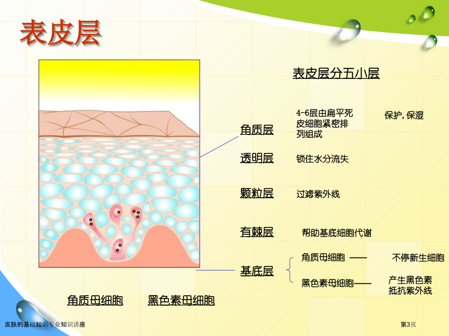 皮肤的基础知识专业知识讲座.pptx_第3页