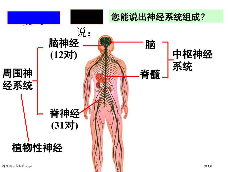 神经调节专业知识ppt.pptx_第3页