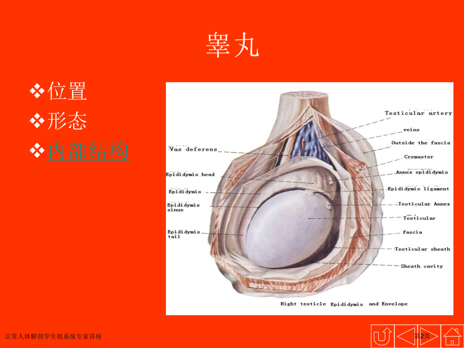 正常人体解剖学生殖系统专家讲座.pptx_第2页