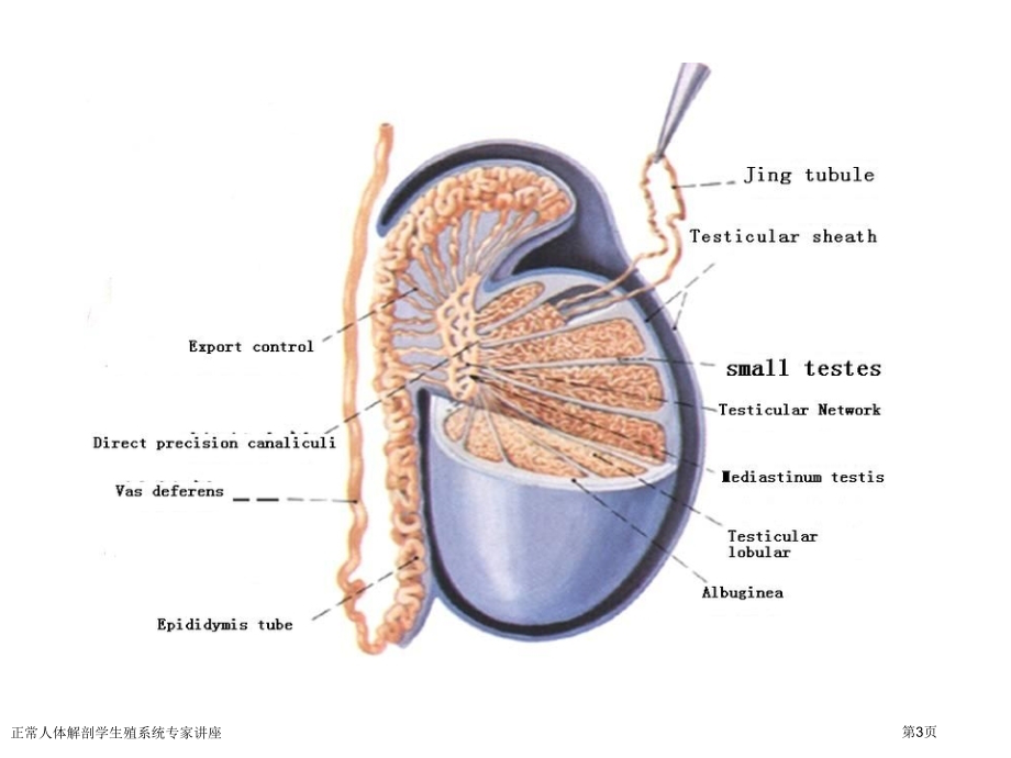 正常人体解剖学生殖系统专家讲座.pptx_第3页