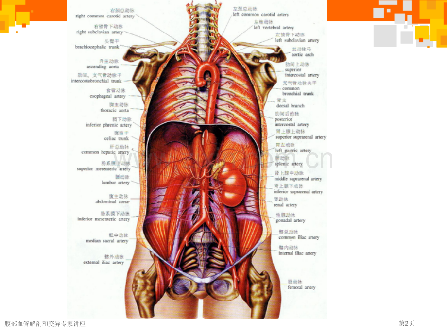 腹部血管解剖和变异专家讲座.pptx_第2页