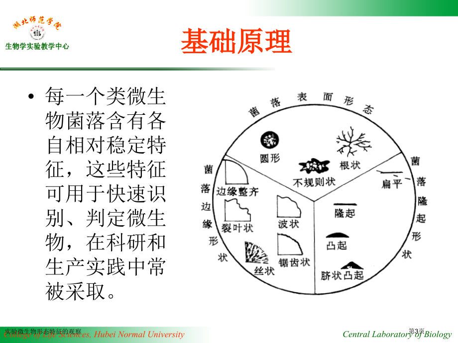 实验微生物形态特征的观察.pptx_第3页