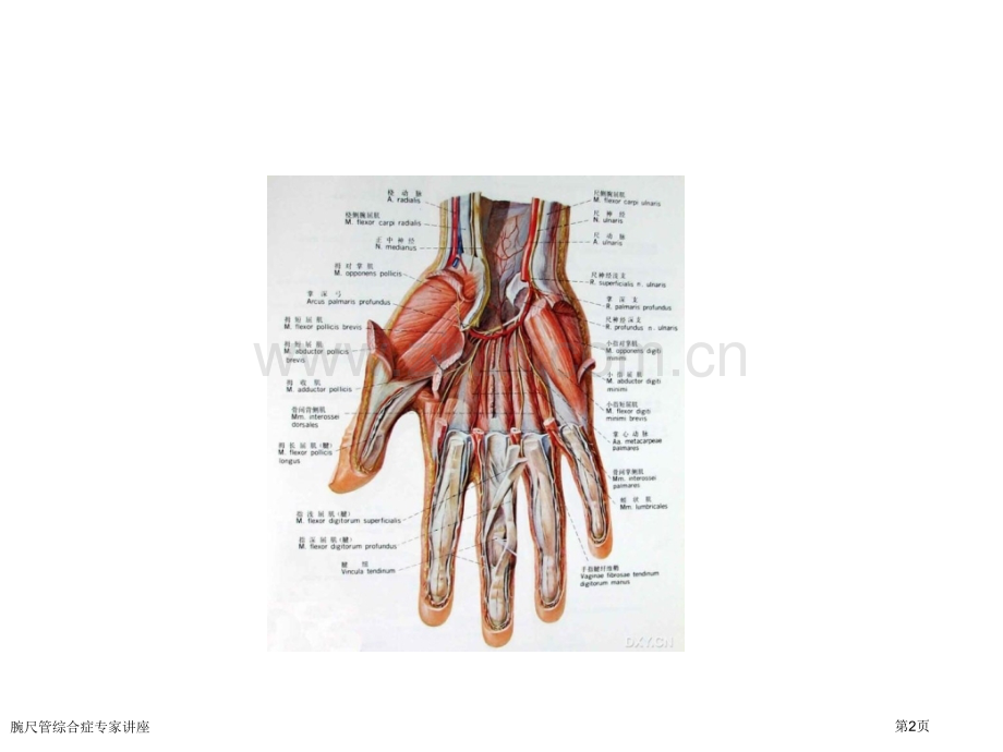 腕尺管综合症专家讲座.pptx_第2页