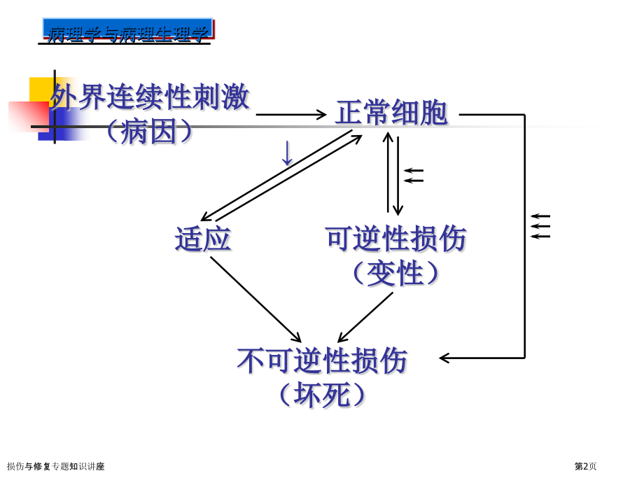 损伤与修复专题知识讲座.pptx_第2页