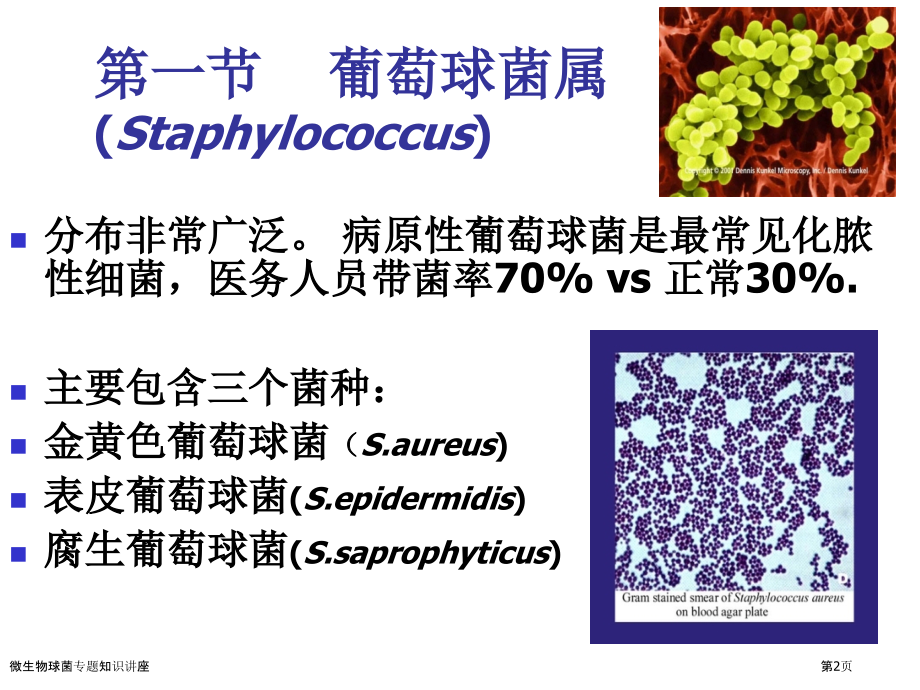 微生物球菌专题知识讲座.pptx_第2页