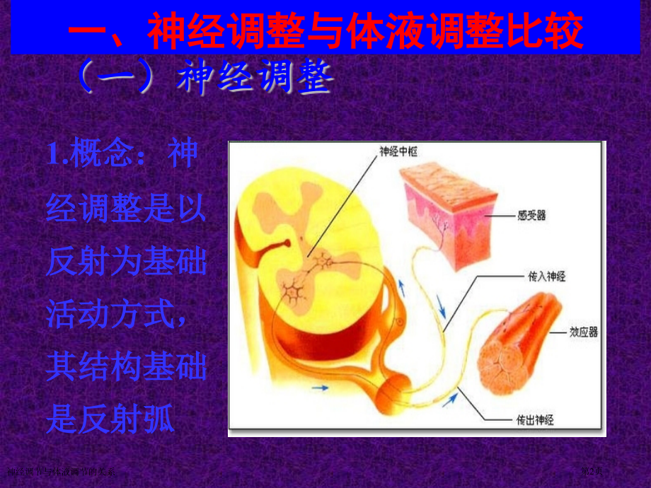 神经调节与体液调节的关系.pptx_第2页