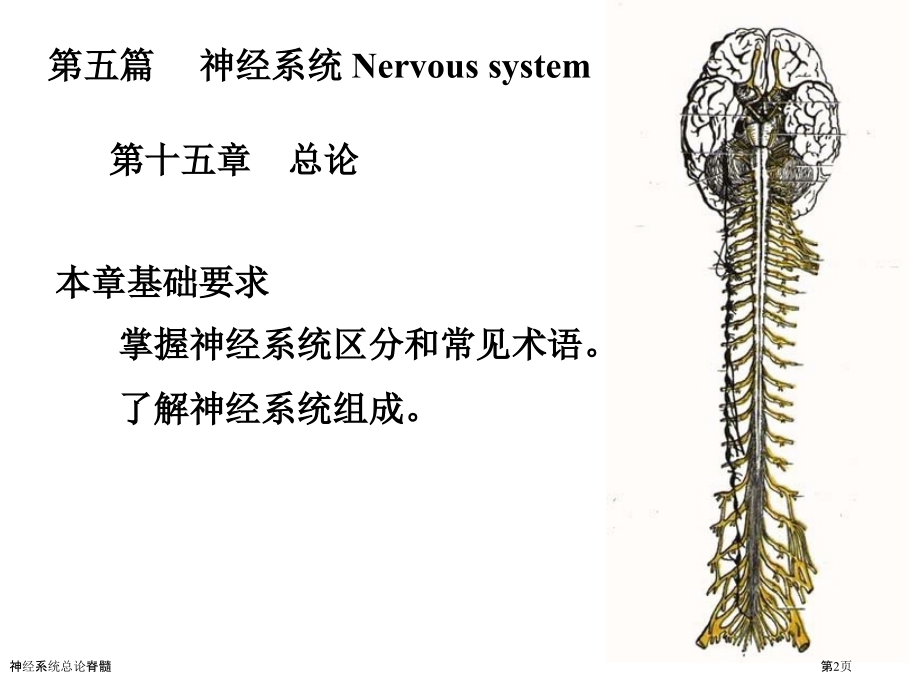 神经系统总论脊髓.pptx_第2页