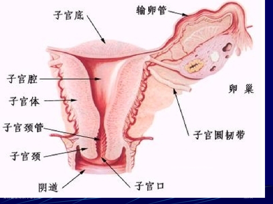 女性健康知识专家讲座.pptx_第3页