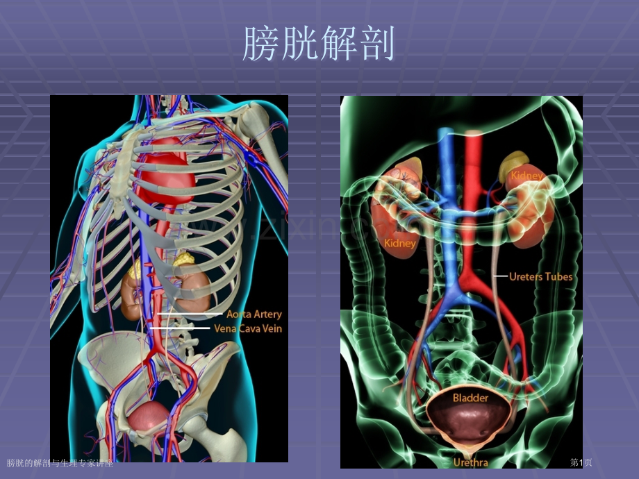 膀胱的解剖与生理专家讲座.pptx_第1页