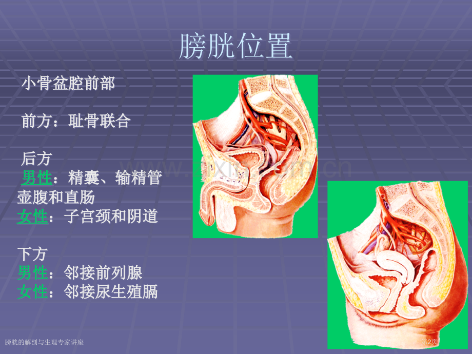 膀胱的解剖与生理专家讲座.pptx_第2页