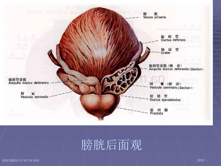 膀胱的解剖与生理专家讲座.pptx_第3页