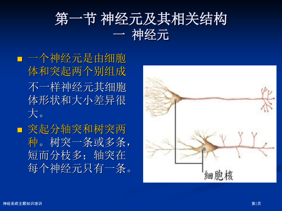 神经系统主题知识培训.pptx_第2页