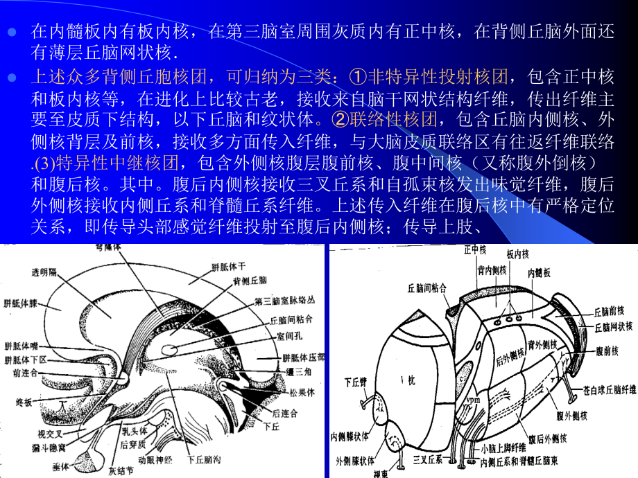 组织学与解剖学神经系统.pptx_第2页