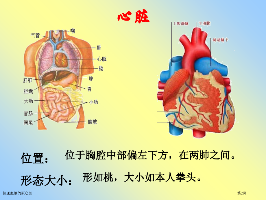 输送血液的泵心脏.pptx_第2页