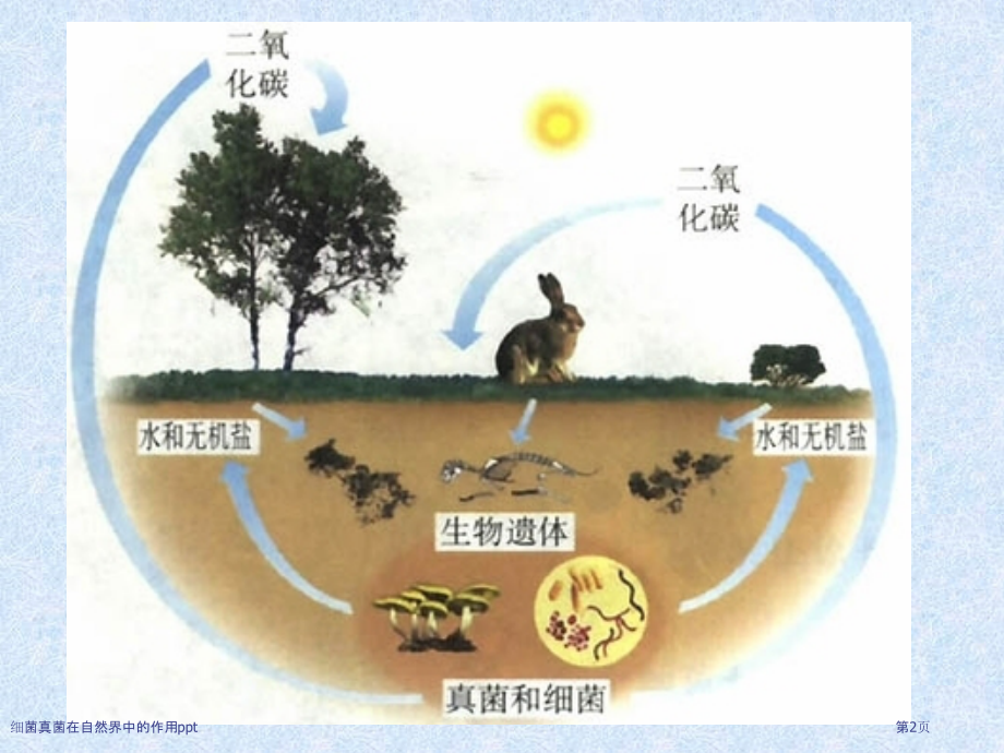 细菌真菌在自然界中的作用ppt.pptx_第2页