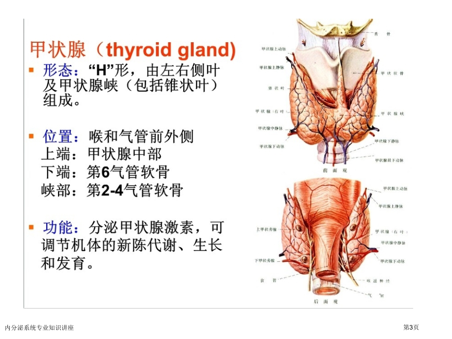 内分泌系统专业知识讲座.pptx_第3页