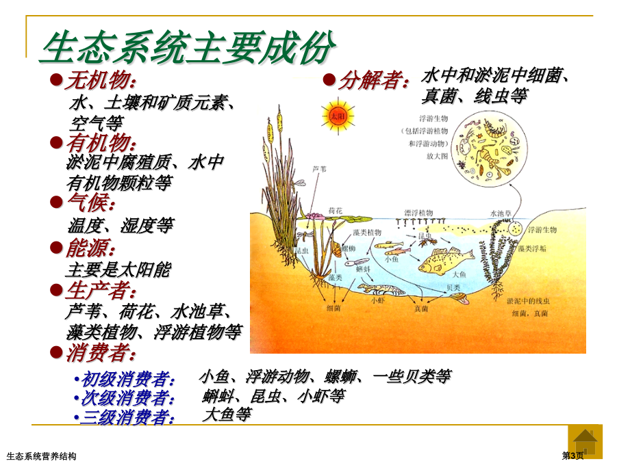 生态系统营养结构.pptx_第3页