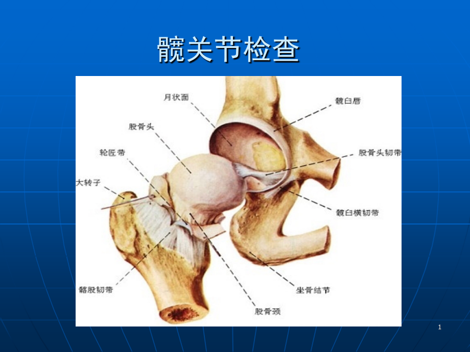 髋关节体格检查(课堂PPT).ppt_第1页