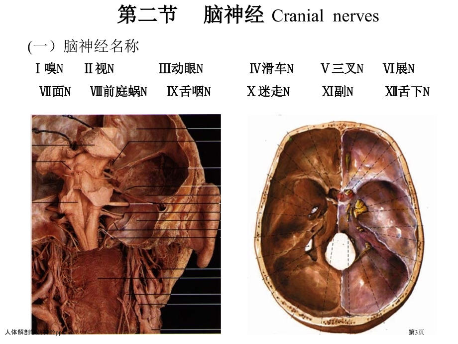 人体解剖学脑神经ppt.pptx_第3页