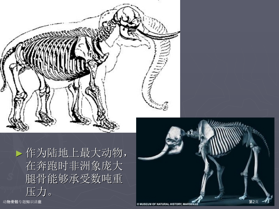 动物骨骼专题知识讲座.pptx_第2页