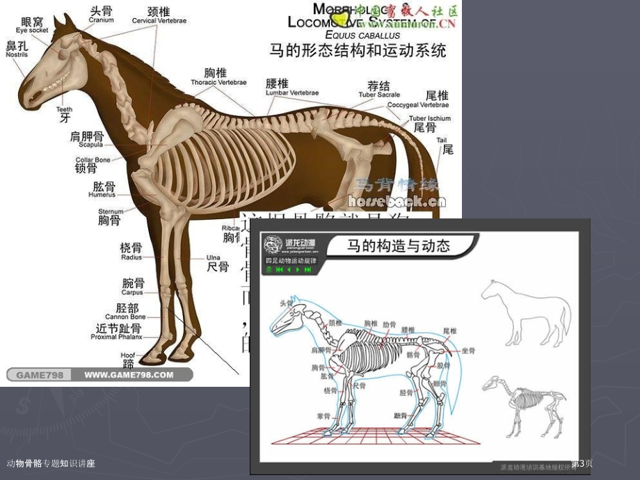 动物骨骼专题知识讲座.pptx_第3页