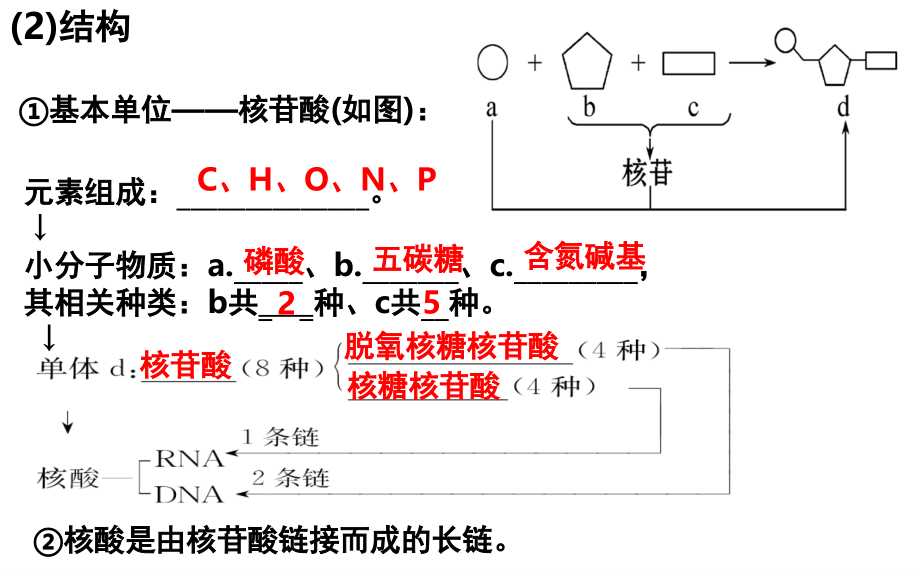 高三生物一轮复习核酸、糖类和脂质(课堂PPT).ppt_第3页