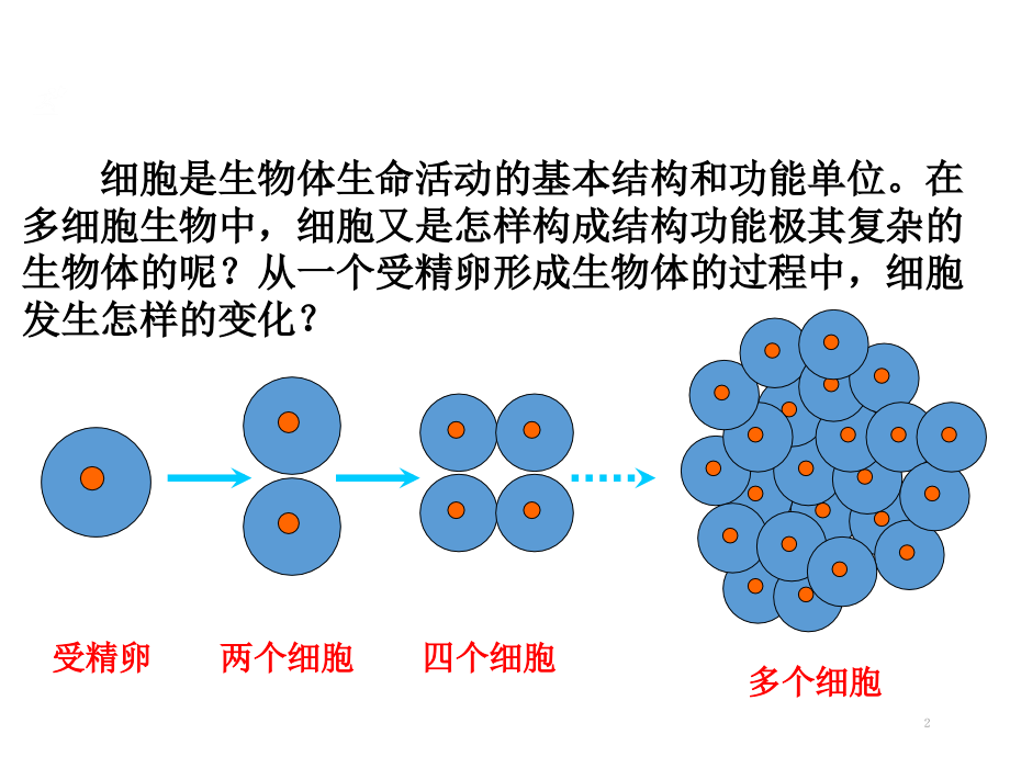 细胞分化形成组织.ppt_第2页