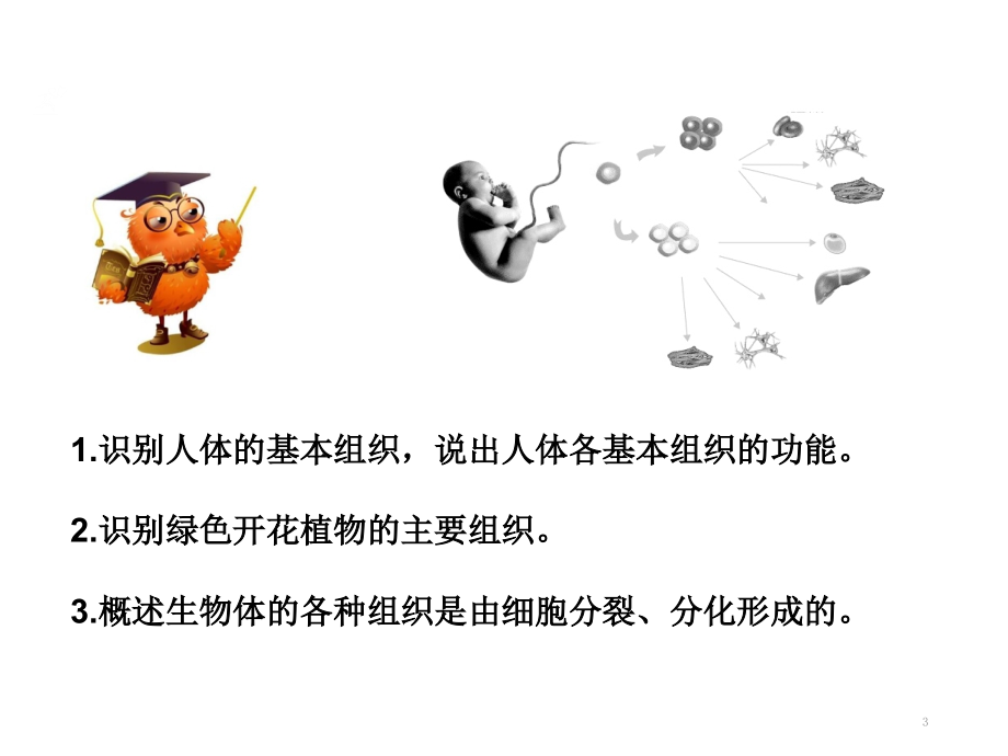 细胞分化形成组织.ppt_第3页