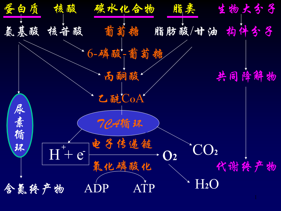 蛋白质的降解和氨基酸的降解转化(课堂PPT).ppt_第1页