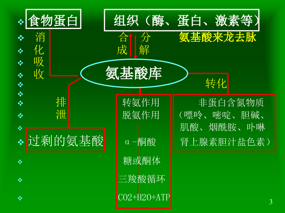 蛋白质的降解和氨基酸的降解转化(课堂PPT).ppt_第3页