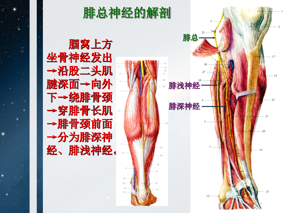 腓总神经解剖及损伤后临床表现课件.ppt_第2页