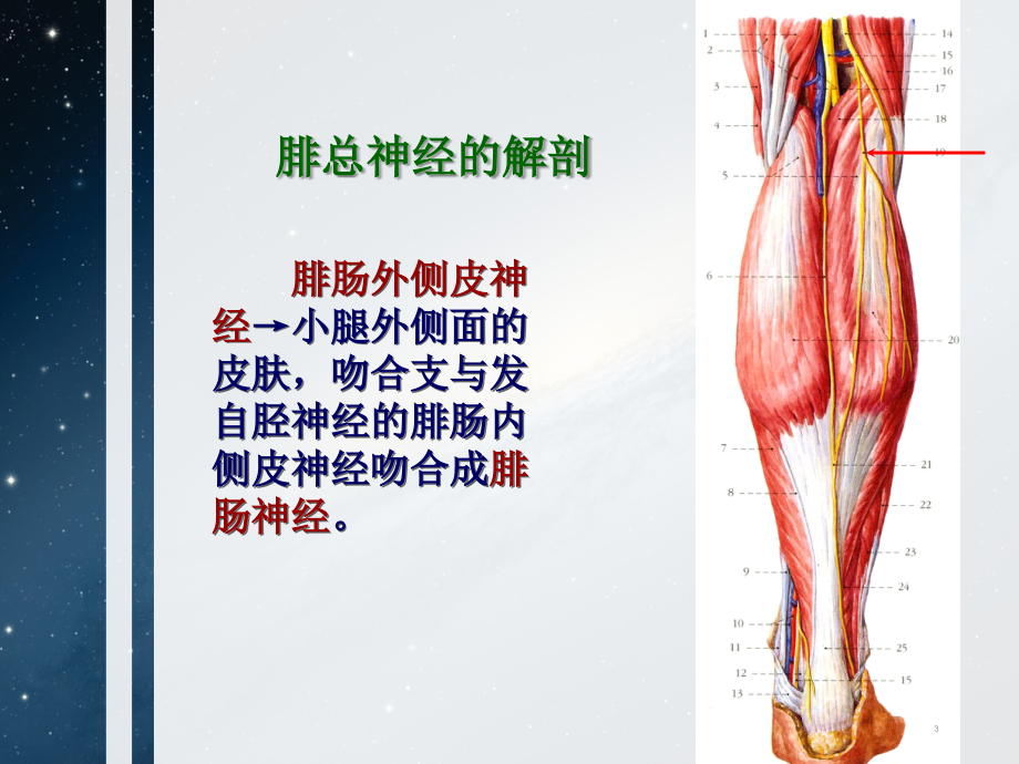 腓总神经解剖及损伤后临床表现课件.ppt_第3页