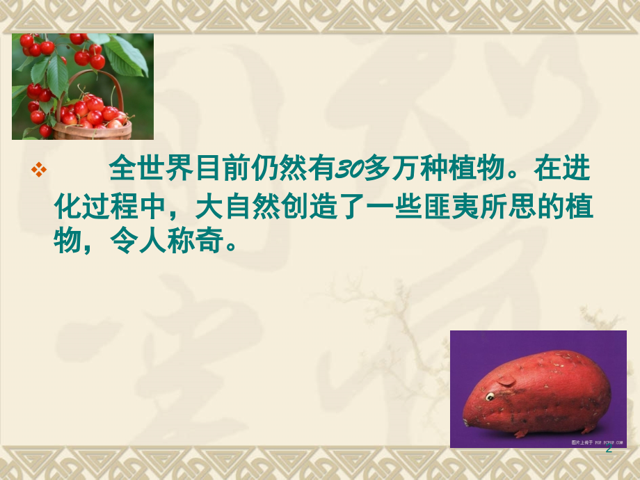 趣味植物(课堂PPT).ppt_第2页