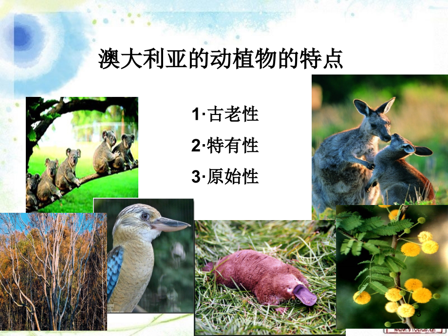 澳大利亚的动植物(课堂PPT).ppt_第3页