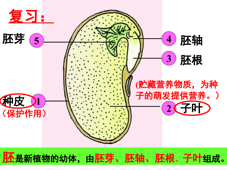 种子的萌发.ppt_第2页