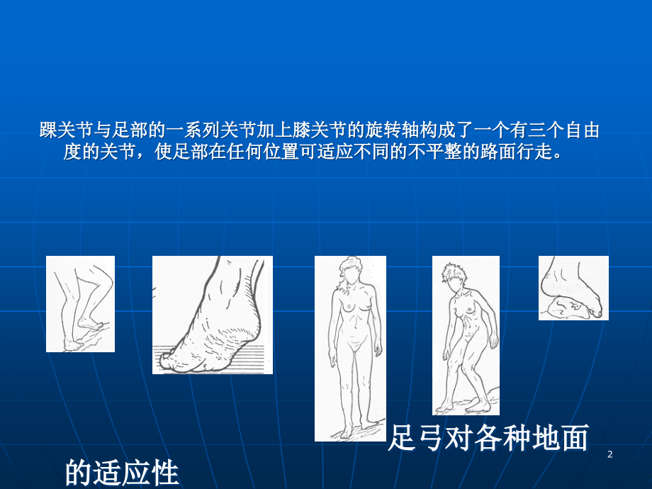 踝关节解剖(详解)PPT学习课件.ppt_第2页