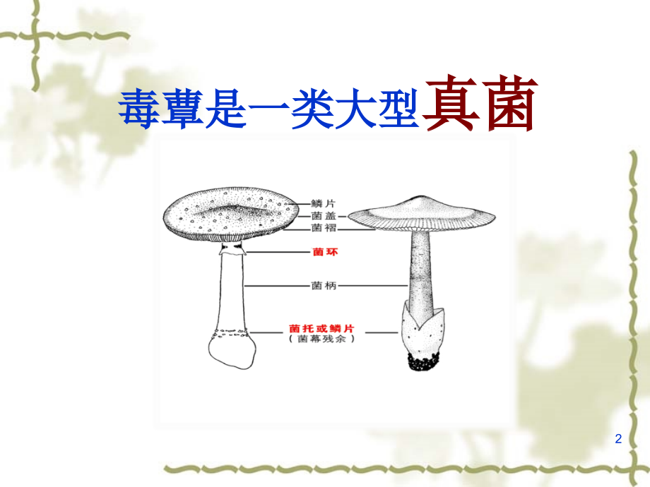 毒蘑菇中毒.ppt_第2页