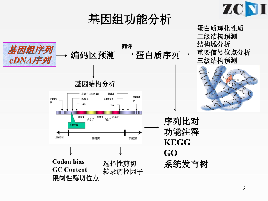 真核生物基因结构的预测分析方法(软件).ppt_第3页