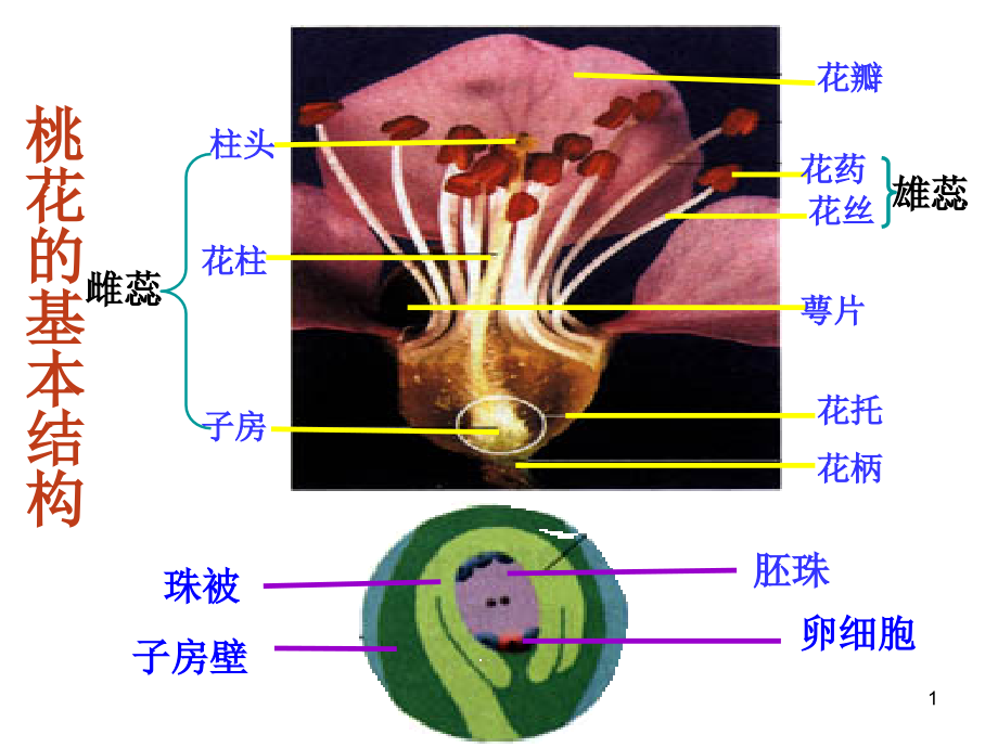 绿色植物与生物圈的水循环PPT文档.ppt_第1页