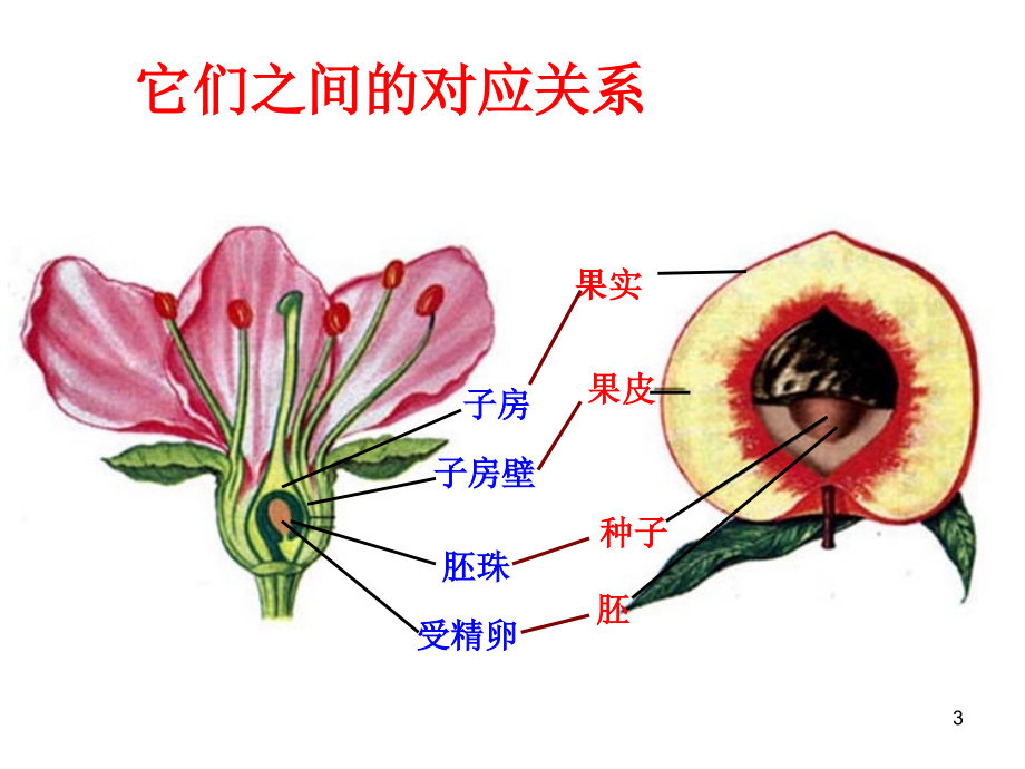 绿色植物与生物圈的水循环PPT文档.ppt_第3页