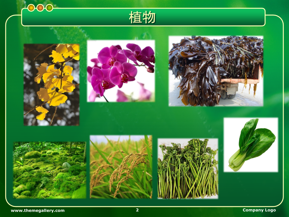 植物的进化历程(课堂PPT).ppt_第2页