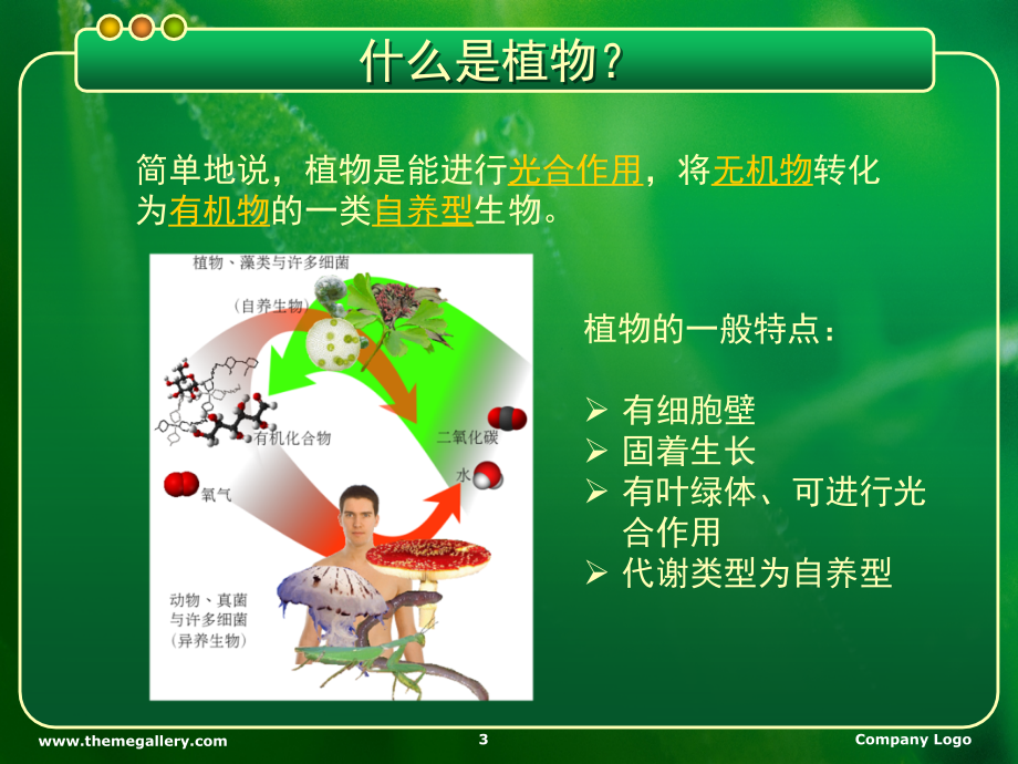 植物的进化历程(课堂PPT).ppt_第3页