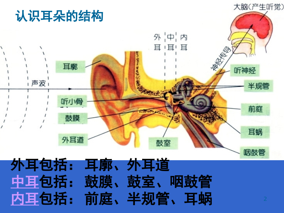 耳的结构与听觉的形成.ppt_第2页