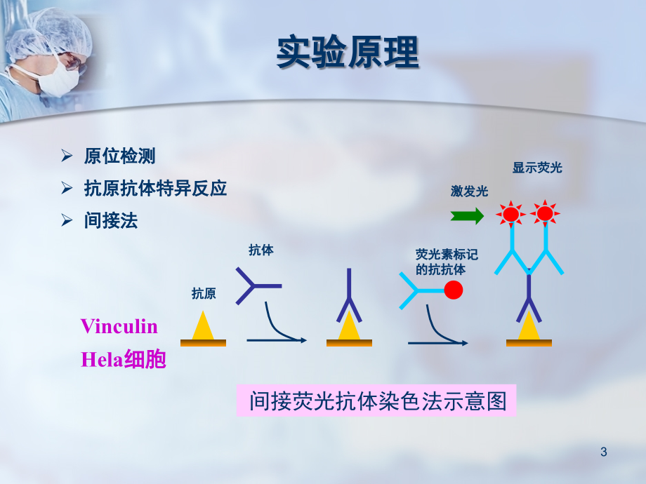 细胞免疫荧光技术(课堂PPT).ppt_第3页