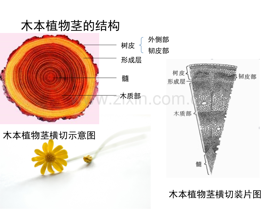 运输作用(课堂PPT).ppt_第3页