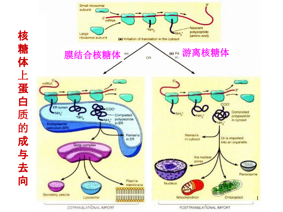 细胞内蛋白质的分选和运输细胞生物学(课堂PPT).ppt_第1页