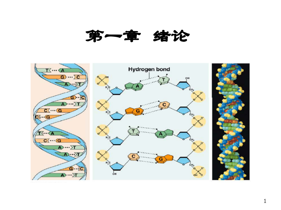 第一讲-绪论-分子生物学(林学专业)PPT参考课件.ppt_第1页